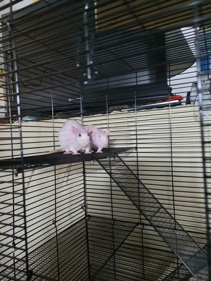 ¡Mis nuevos colegas! Acabo de adoptar dos ratas macho sin pelo hoy, pueden hacerme compañía en mi oficina en casa. Los he llamado Pinky y Cerebro