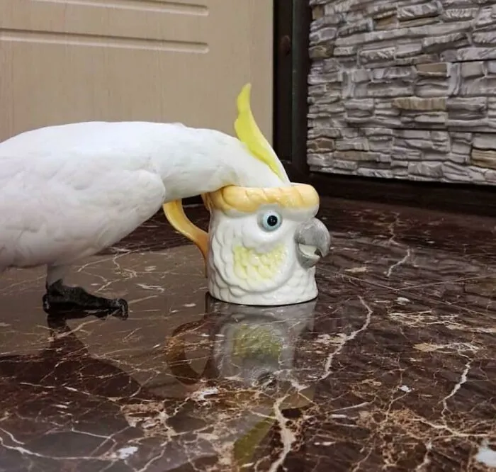 Cockatwo
