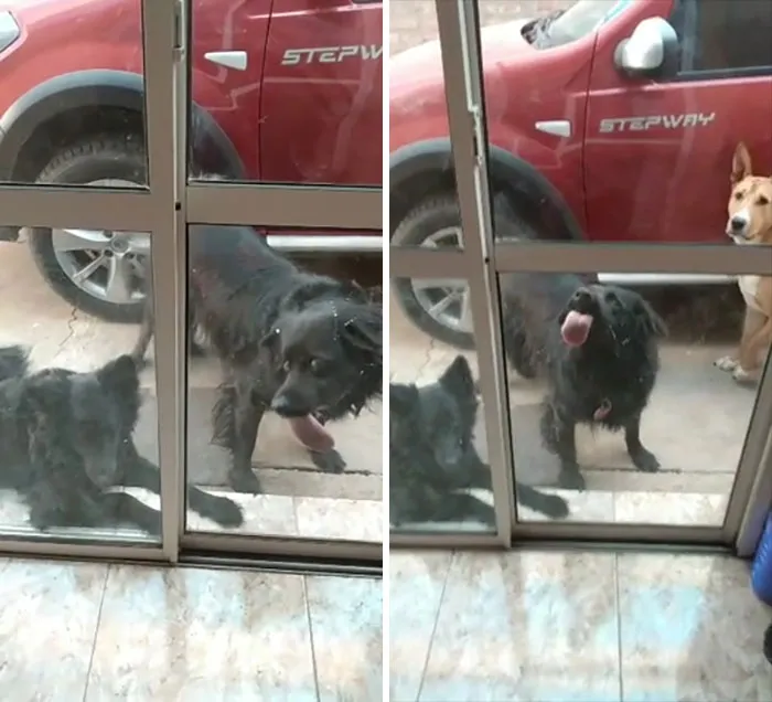 Not The Best Window Cleaning Service I Had, But He's Doing His Best