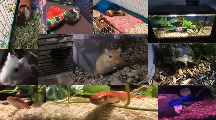 Here Are Some Of My Babies, We Also Have Two Dogs