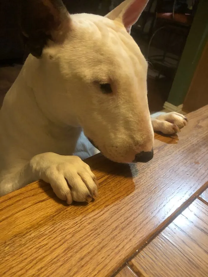 Just Some Random Dog Doing Something Completely Random :/