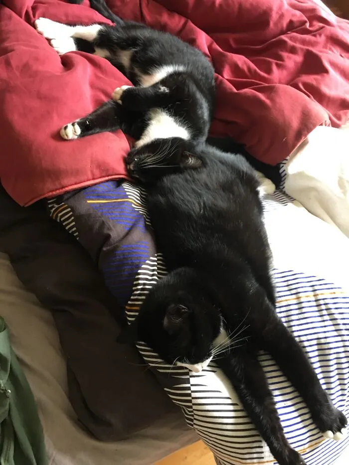 What Could Be Better Than A Friend As A Pillow