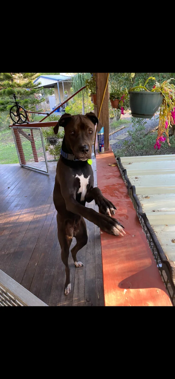 This Is My Big Boy Rollie!