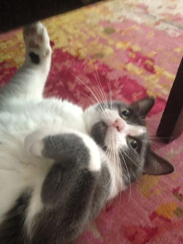 Moo (My Cat)