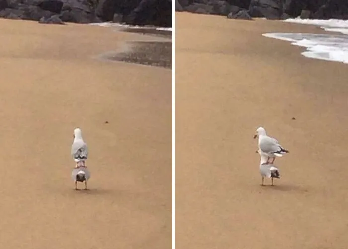They're Evolving