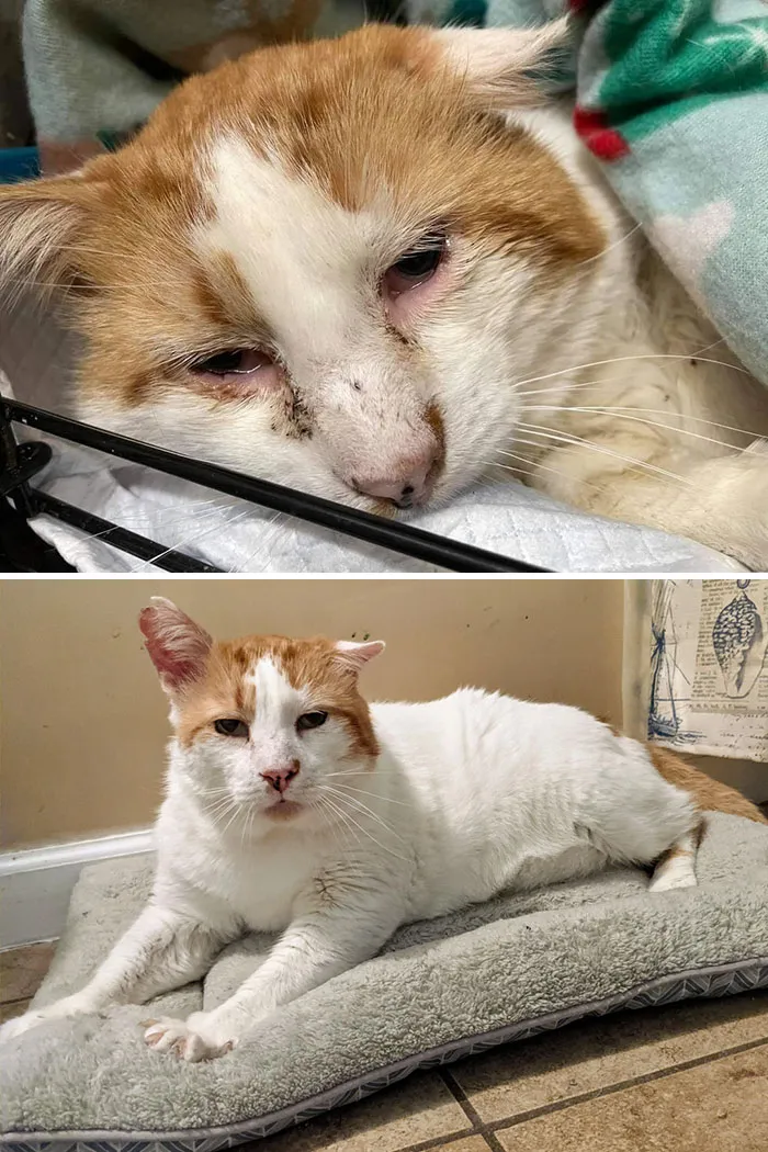 This Guy Will Never Be Neglected Or In A Cage Again! Rescue Called Him Lucky, But He Looks Like A Lu To Me! So Happy To Bring Him Home! Hard Knock Life Is Over For This Guy!