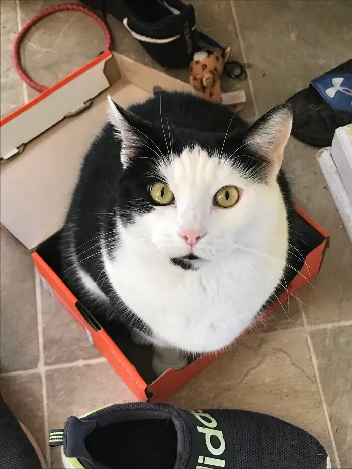 Bootsy. He Is Pretty Dippy.
