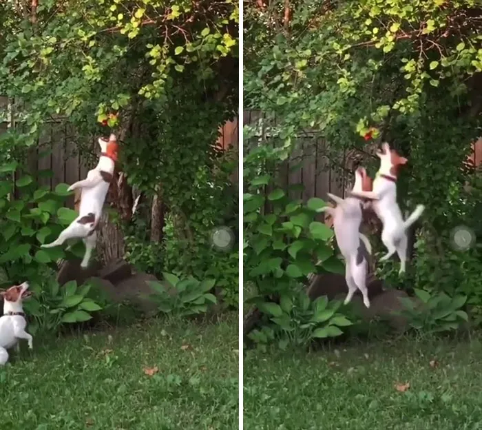 When The Forbidden Fruit Is Just Out Of Reach