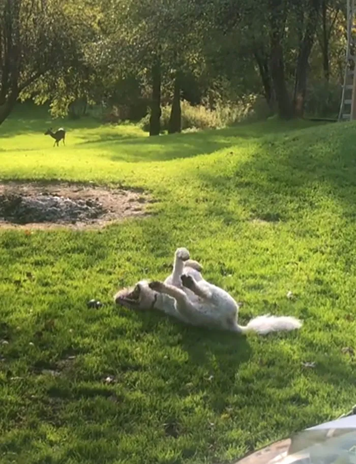 Too Busy Being A Derp With His Kong To Notice The Deer Invading His Property. He’s A Real Protector