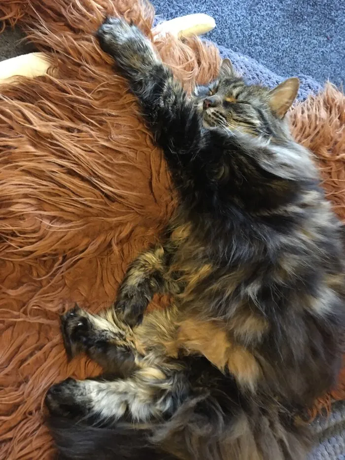 I Wish I Could Get This Comfy!