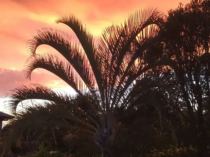 My Sunset