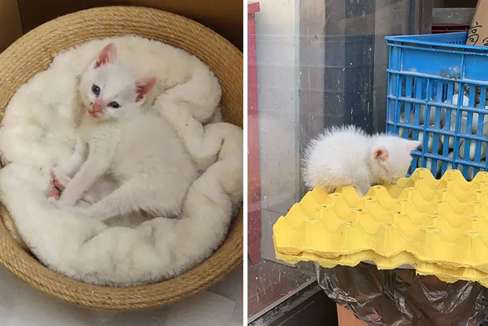 Adopted This Little Fellow In Shanghai Yesterday. Was Found Abandoned In Front Of A Supermarket. Vet Says He's Surprisingly Healthy For A 2 Week Old Kitten. Say Hello To Olaf!