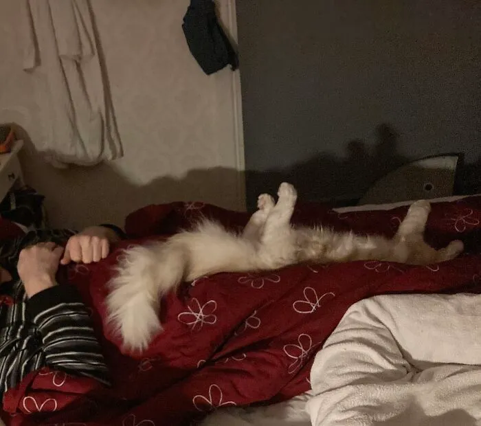 Error Kitten Sleeping