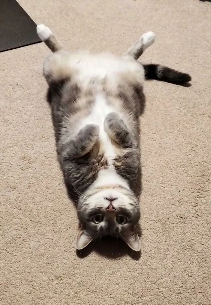 Adoptó este gato de 6 años del refugio. Le encanta su hogar definitivo