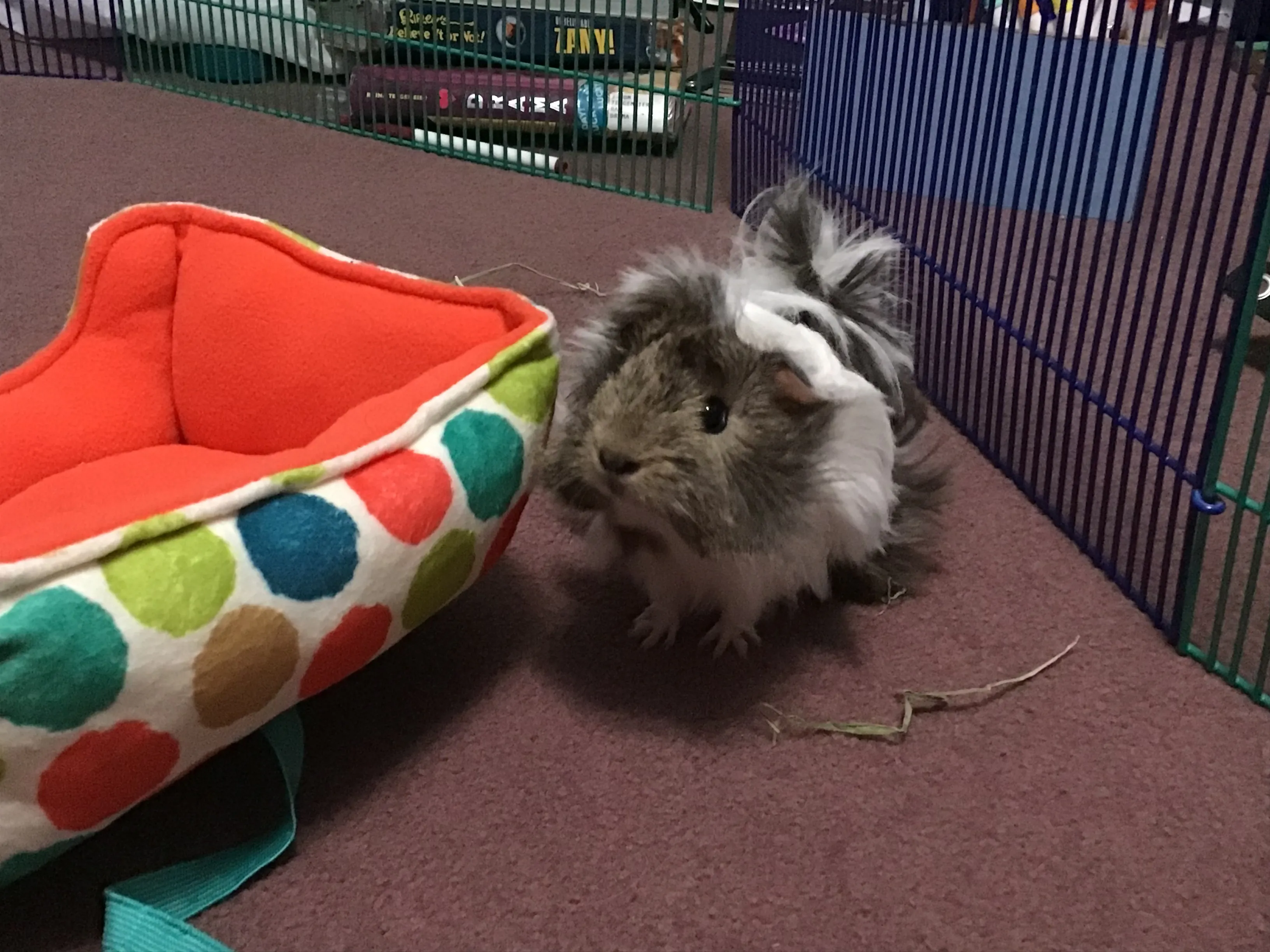 Hey Pandas, Photoshop My Guinea Pig