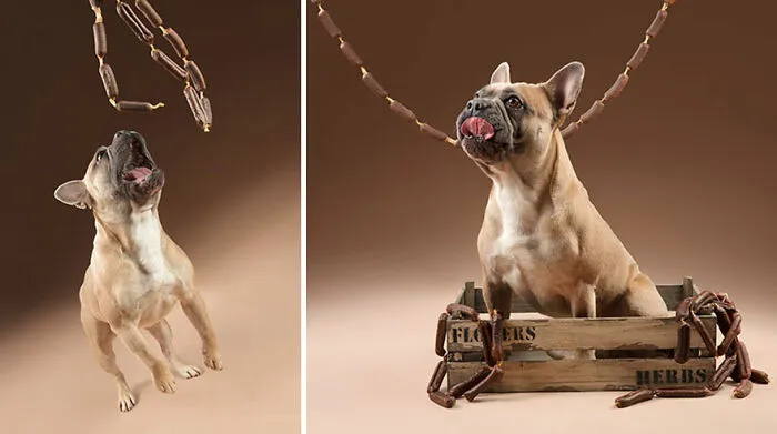 I Wanted To See How Dogs React After I Give Them Treats And Made This Photo Series (10 Pics)