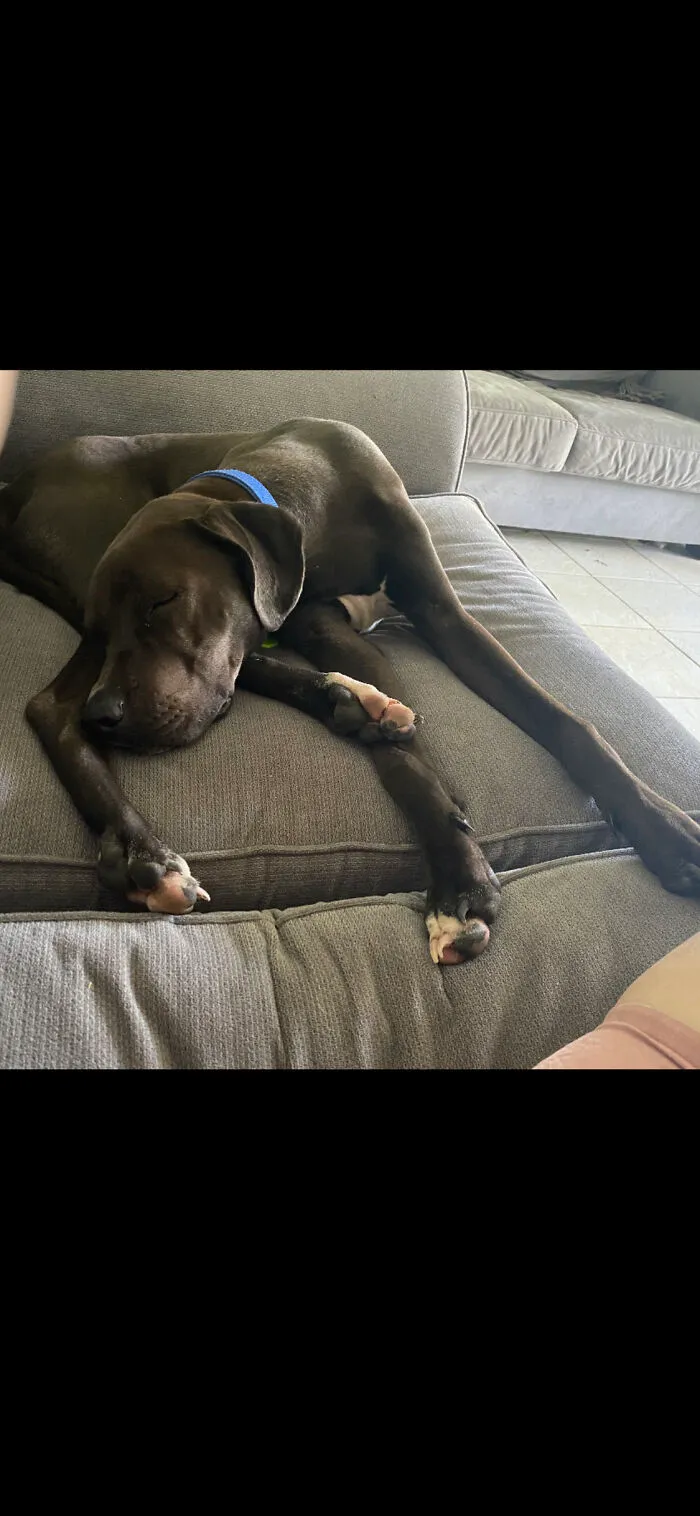 The Legs!