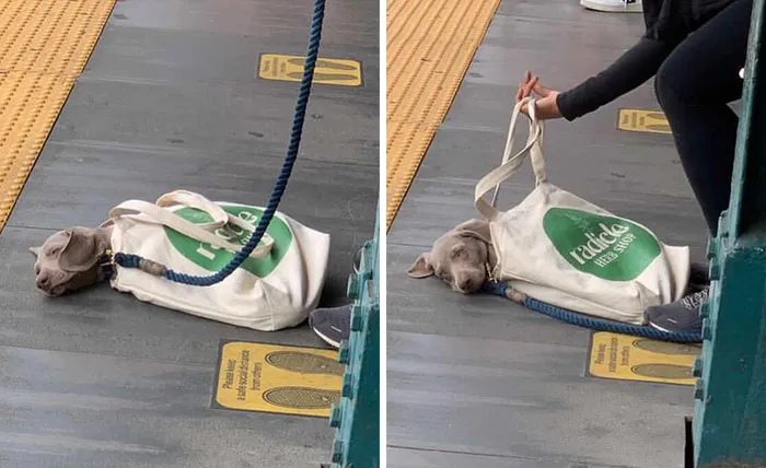 41 Personas que llevan a sus perros en bolsas, y es adorable