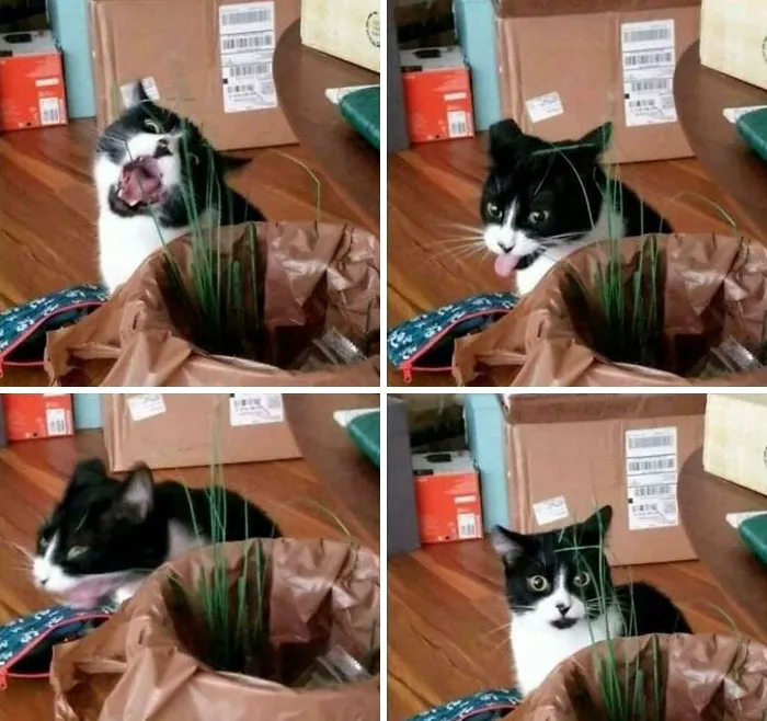 My Cat Trying To Eat Fake Grass