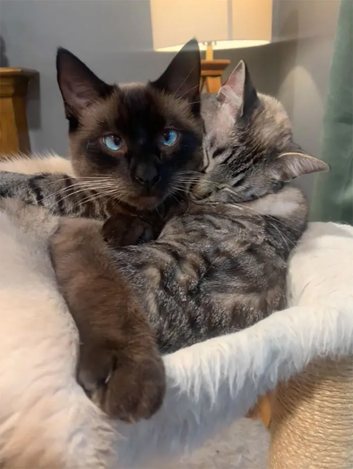 Didn’t Know I’d Be Playing Matchmaker When I Adopted A Second Cat