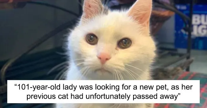 “Match Made in Heaven”: This Family Adopted The Oldest Cat In A Shelter For A 101-Year-Old Woman Looking For An Elderly Companion