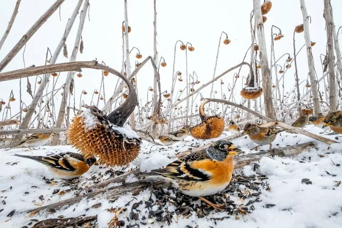 Wildlife, Second Place: Mateusz Piesiak, Poland