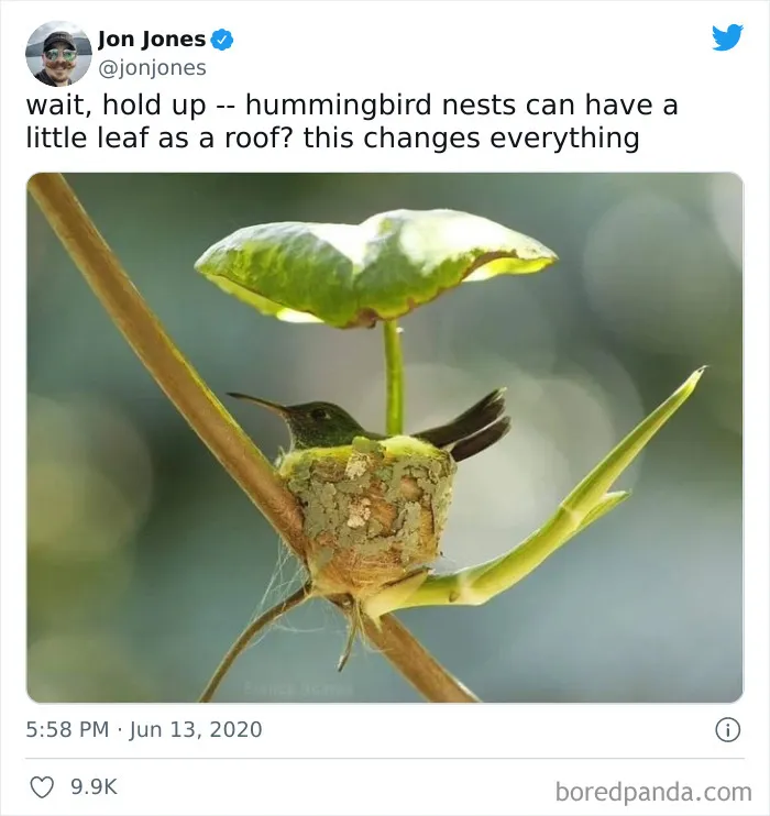 Hummingbird Nest