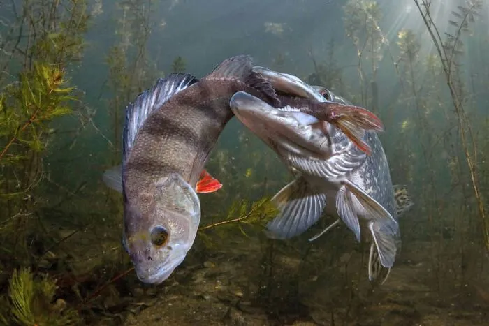 Wildlife, Third Place: Viktor Vrbovský, Czech Republic