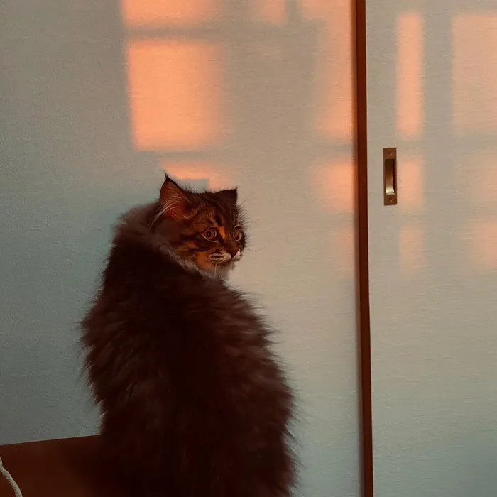 34 Pics Of A Cat That Has More Facial Expressions Than Most Humans