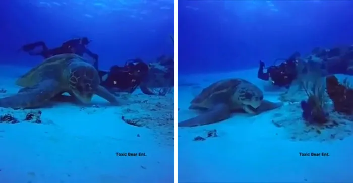 Quizá sea la tortuga más grande grabada en video