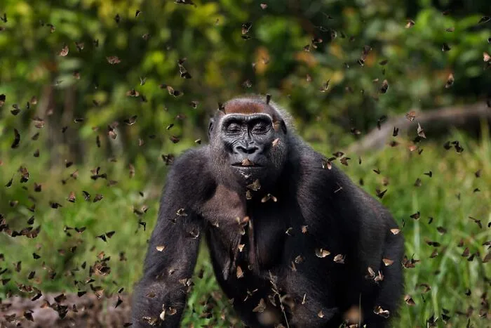 Grand Prize: Anup Shah, UK