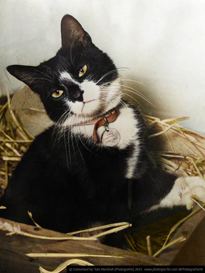 Simon, The Ship Cat