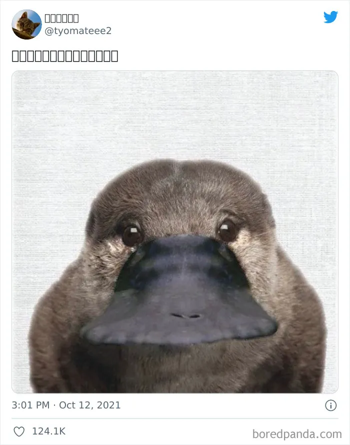 Foto frontal de un ornitorrinco