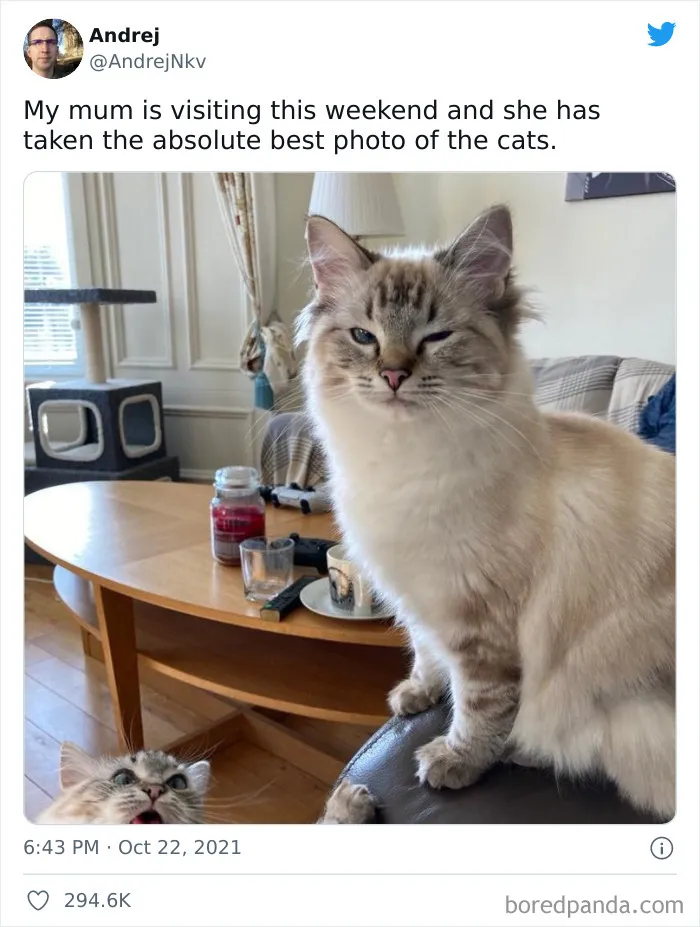 My Mum Is Visiting This Weekend And She Has Taken The Absolute Best Photo Of The Cats