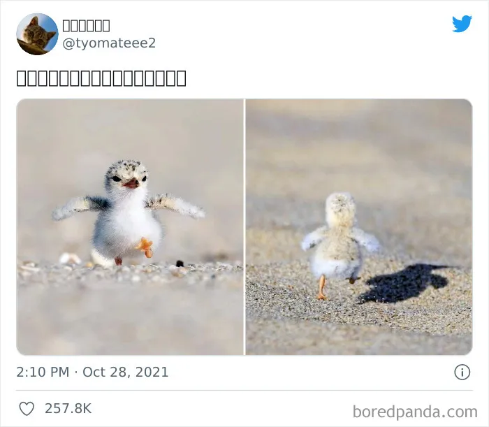 Así es un pollito de gaviota