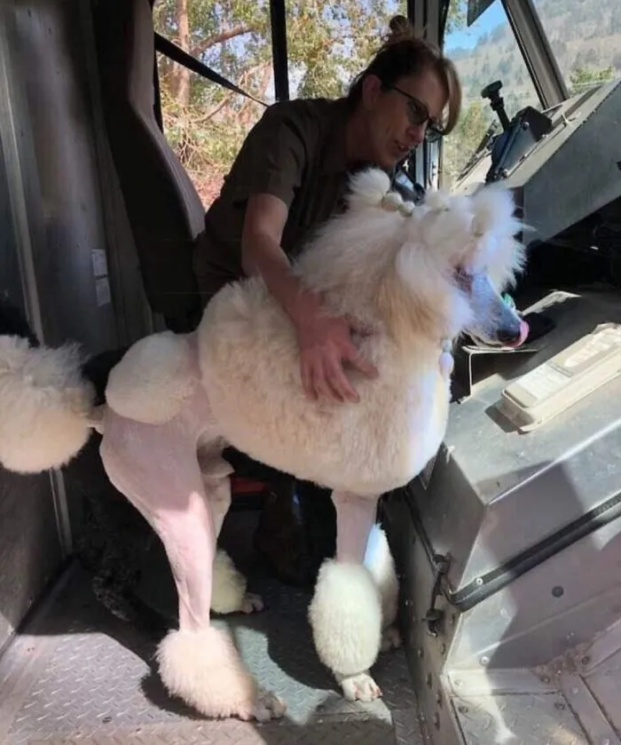 30 Conductores de UPS que se encontraron perros en sus rutas y compartieron las fotos en este grupo (Nuevas imágenes)