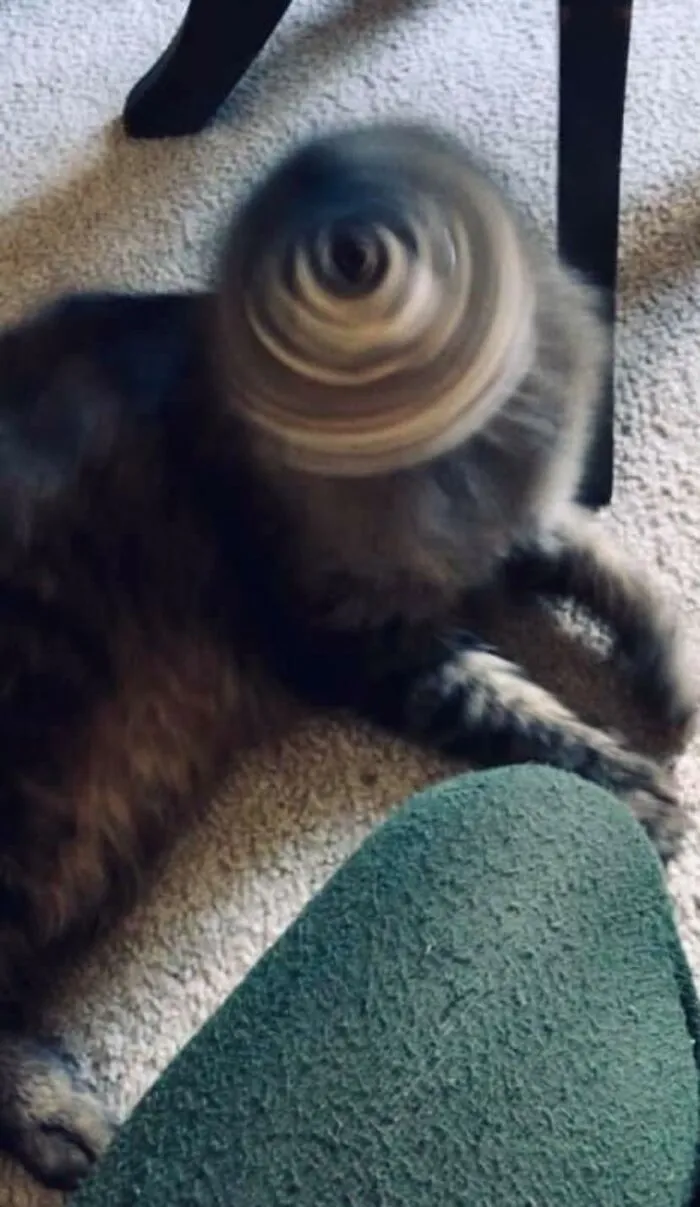 This Page Collects Photos Of 'Animals With Threatening Auras' (40 New Pics)