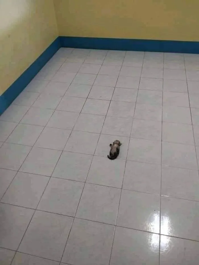This Page Collects Photos Of 'Animals With Threatening Auras' (40 New Pics)