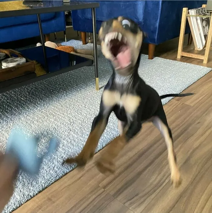 This Page Collects Photos Of 'Animals With Threatening Auras' (40 New Pics)