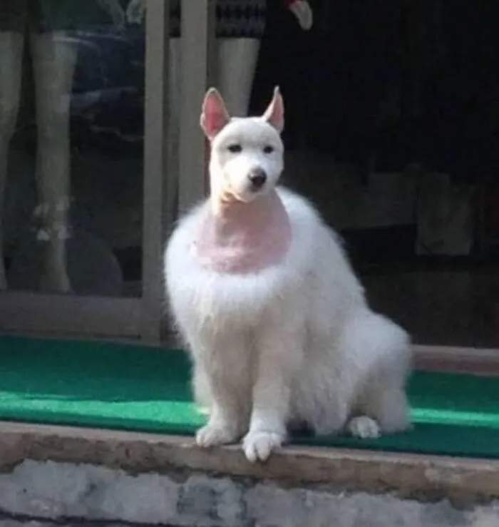 This Page Collects Photos Of 'Animals With Threatening Auras' (40 New Pics)