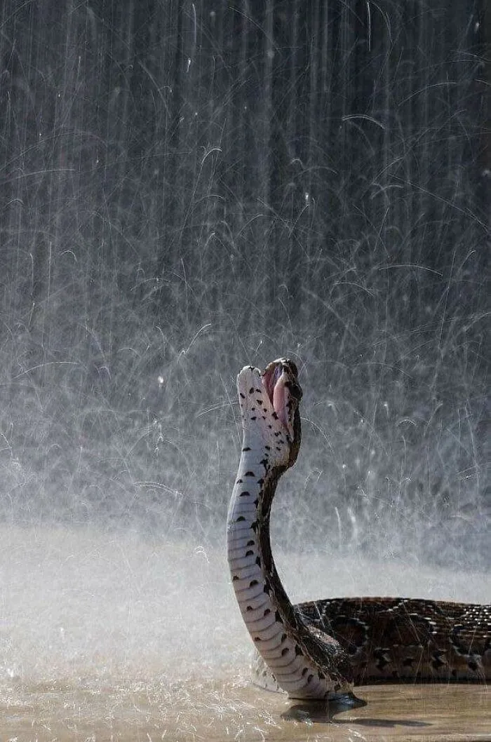 This Page Collects Photos Of 'Animals With Threatening Auras' (40 New Pics)