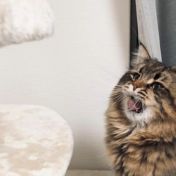 34 Pics Of A Cat That Has More Facial Expressions Than Most Humans