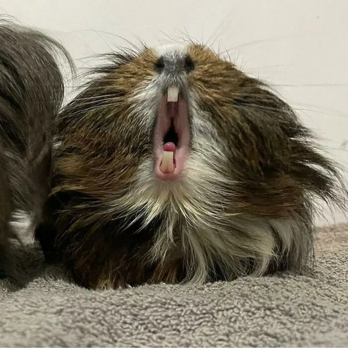 This Page Collects Photos Of 'Animals With Threatening Auras' (40 New Pics)