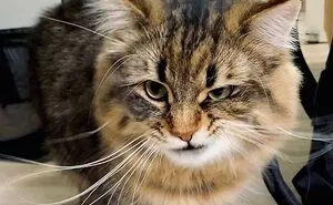 34 Pics Of A Cat That Has More Facial Expressions Than Most Humans