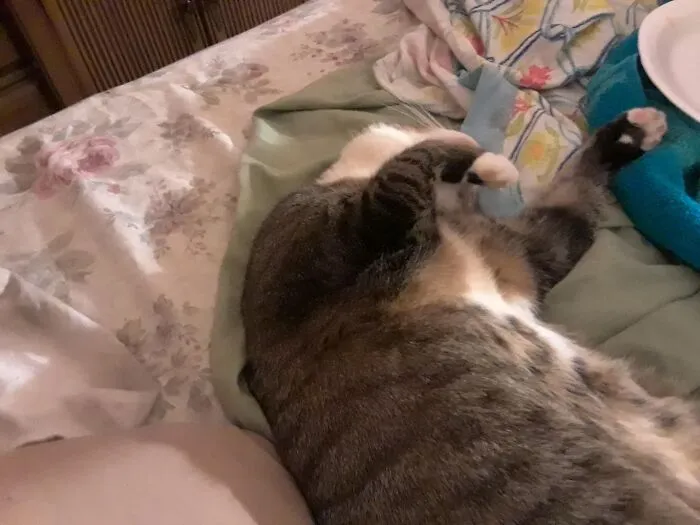 Ms. Chloe,sleeping Silly