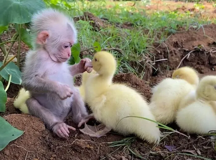 Rescued Indonesian Monkey Makes Friends Everywhere She Goes, And The Internet Loves It (35 Pics)
