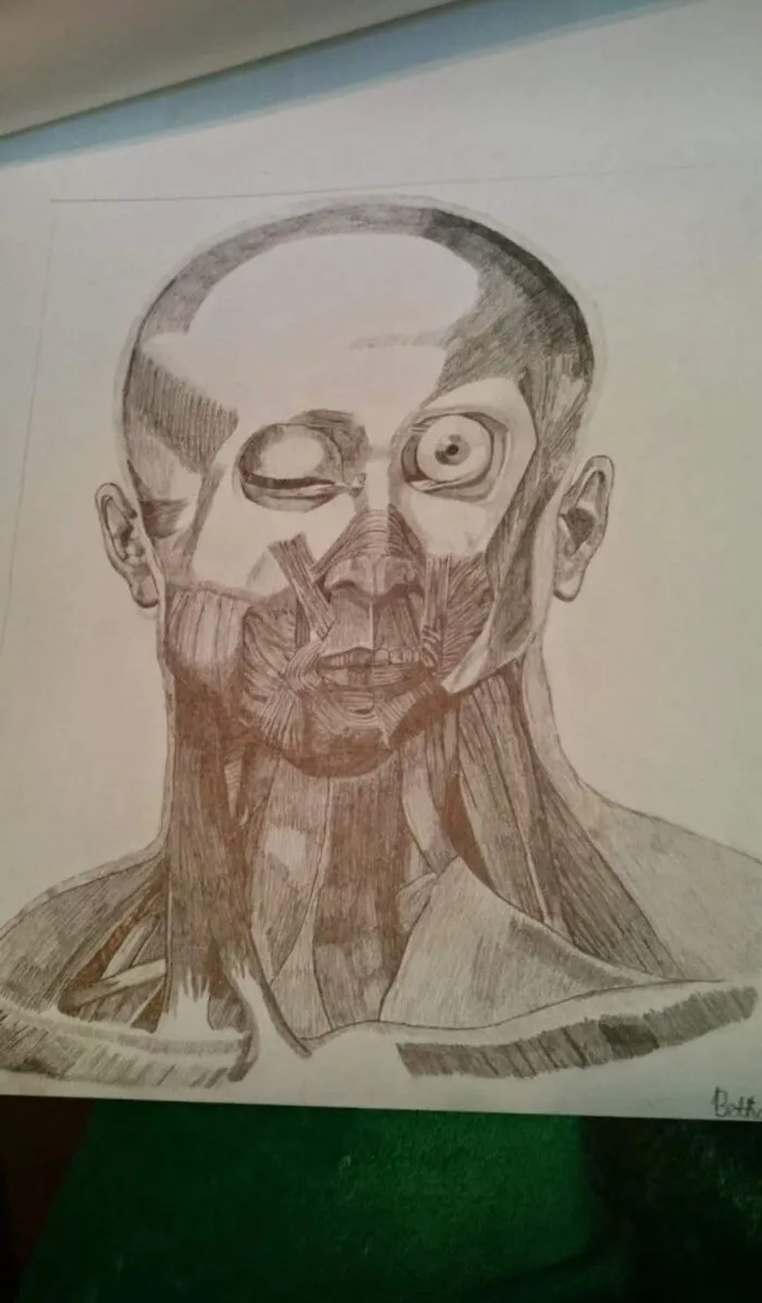 Proportion Study
