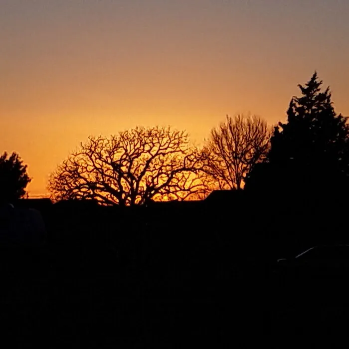Sunset In East Texas