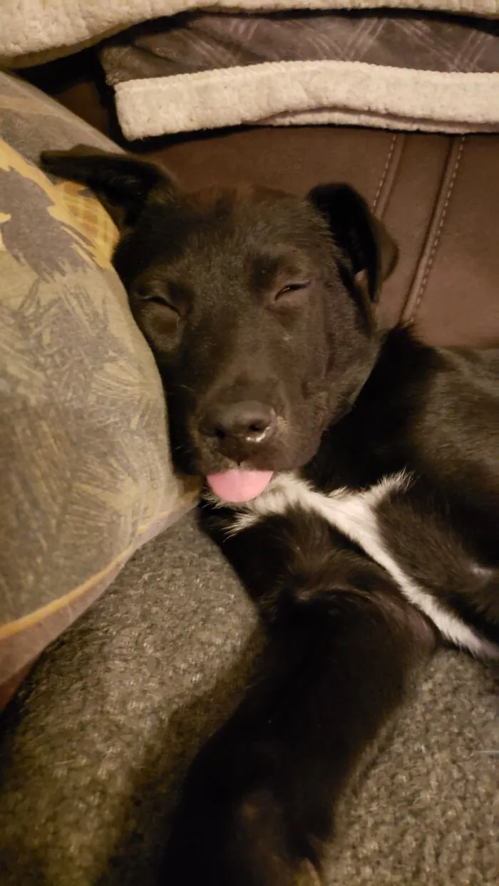 Charlie Had A Ruff Day