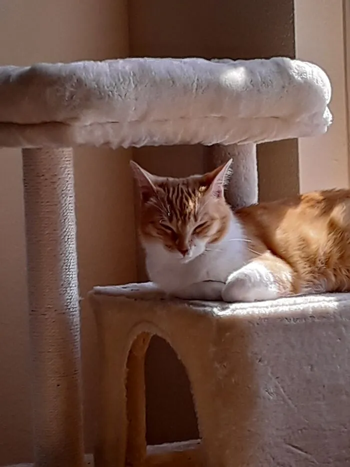 Belle In The Sun